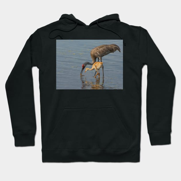 Feeding Sandhill Cranes Hoodie by joesaladino